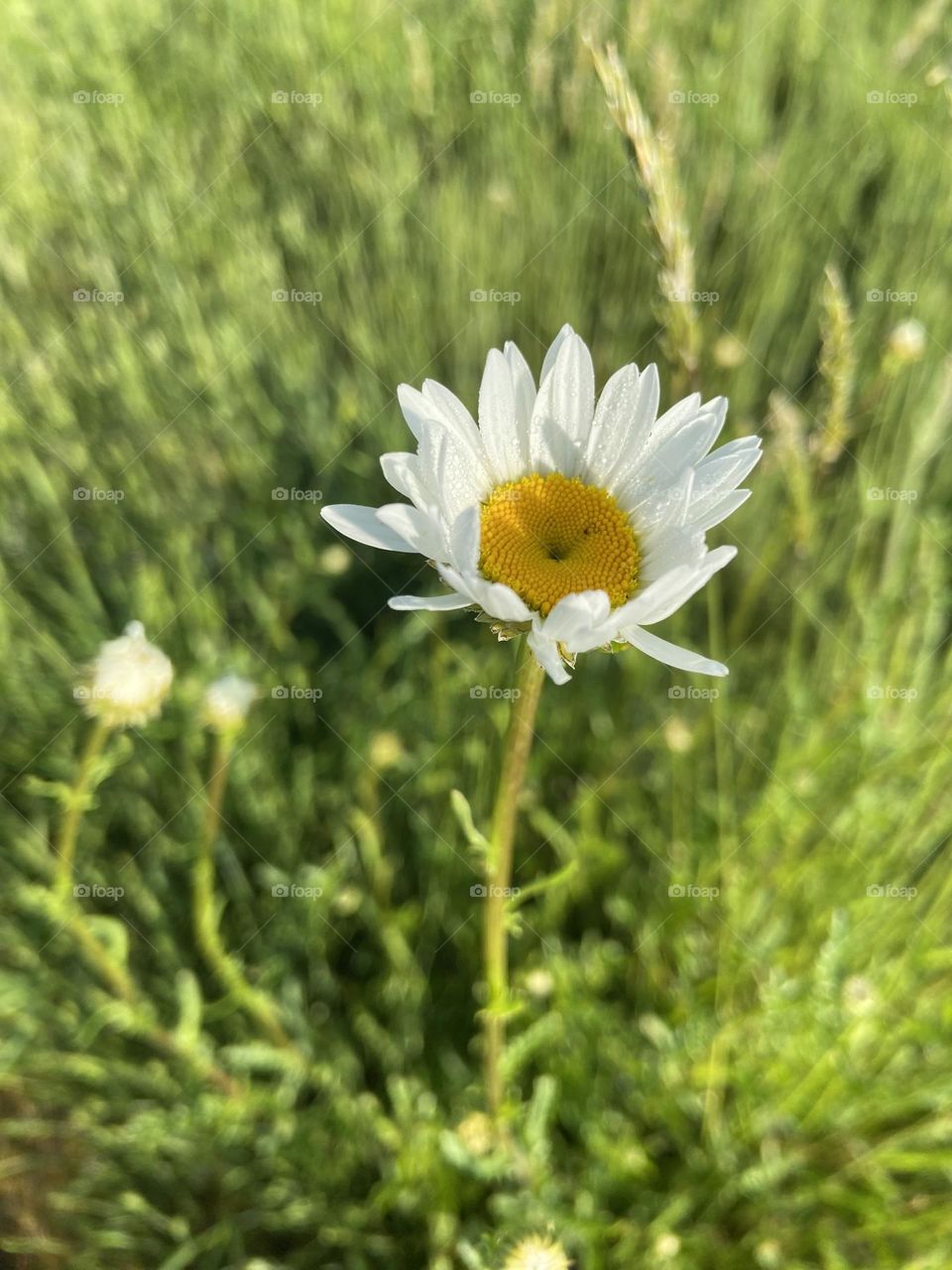 Single daisy in the grass