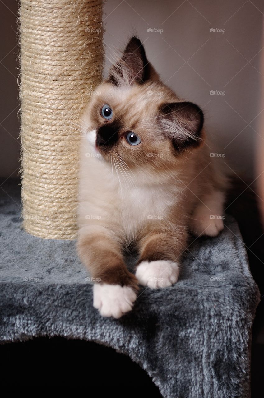 Close-up of cute cat