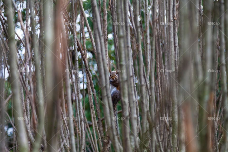 Curious squirrel looks at the camera through a crack in the bare branches of a plant in winter