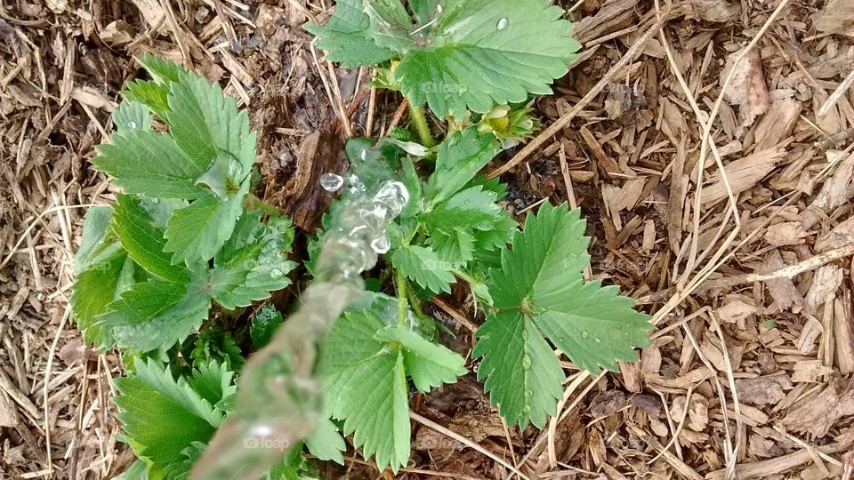 Dropping Water into the Strawberry Plant