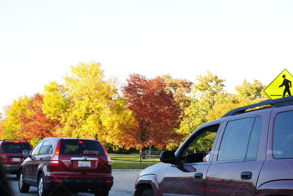 Trees in fall