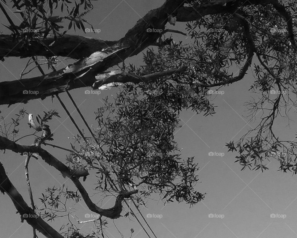 Tree meets power lines