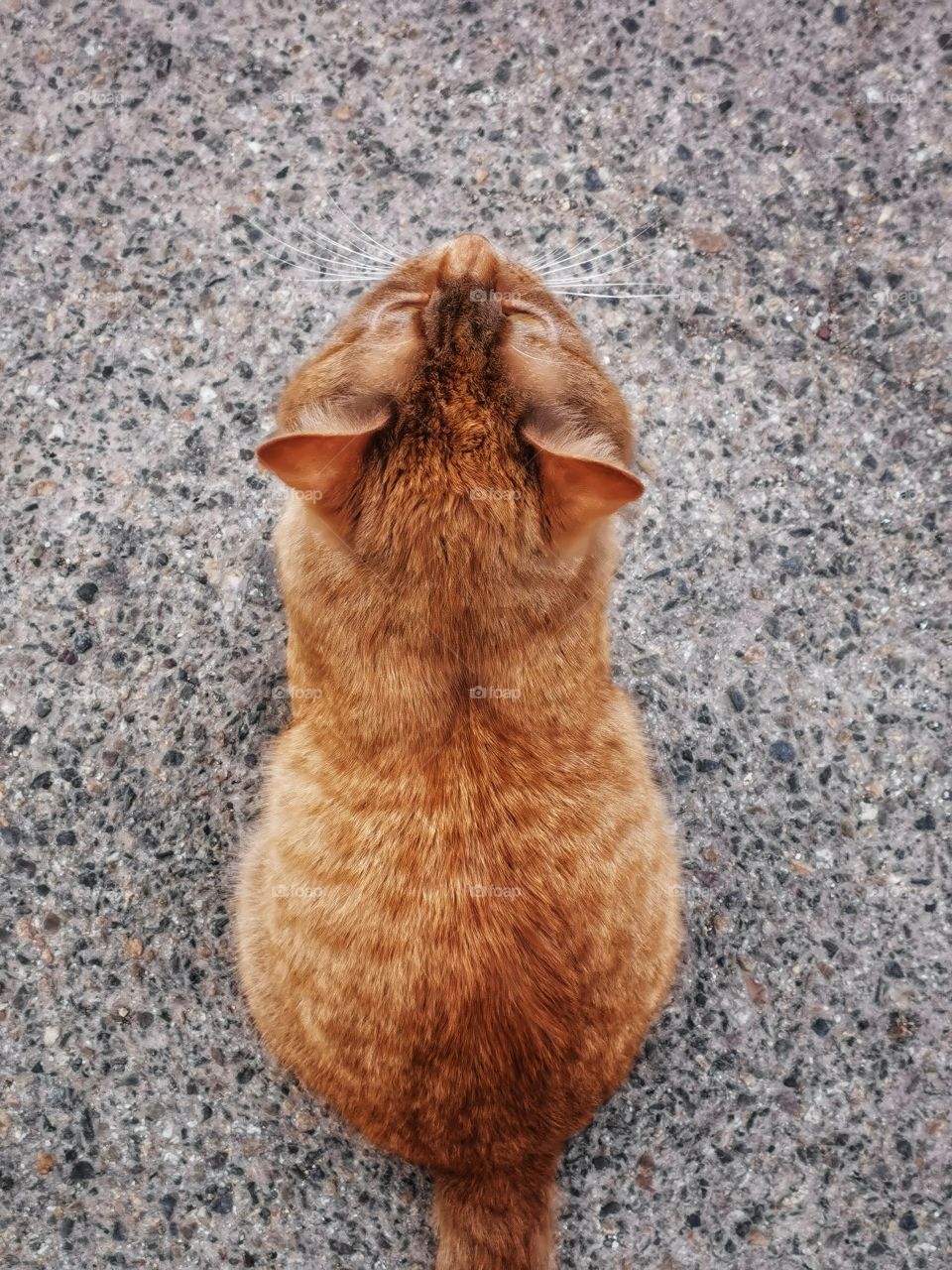 Cat outdoor street alone homeless Red