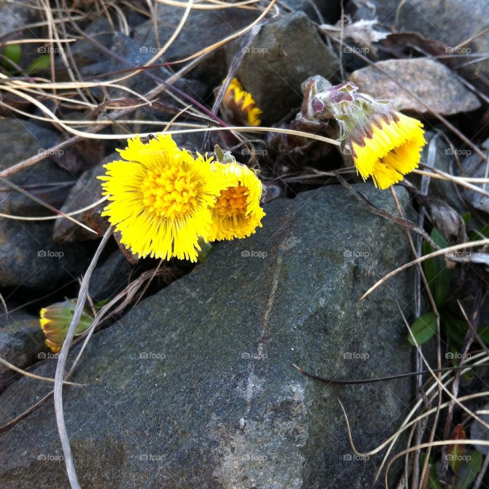 Tussilago