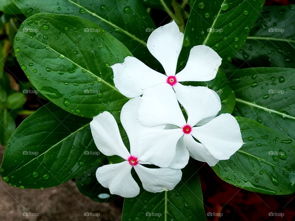 periwinkle red white