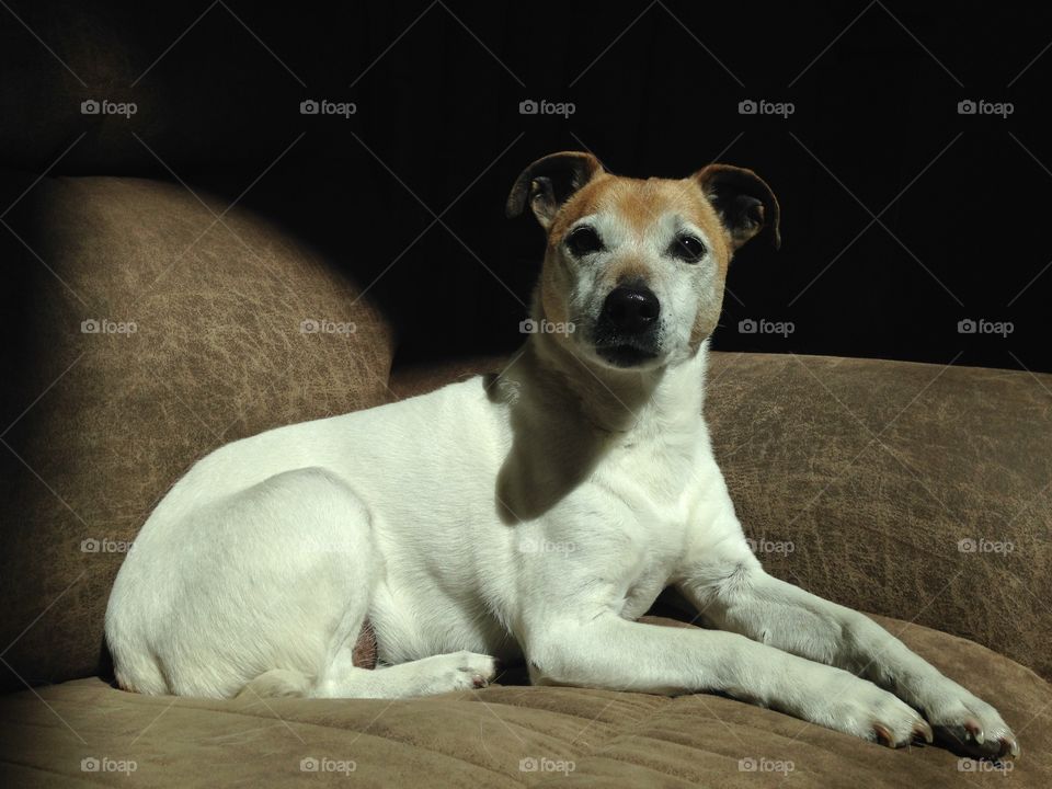 Rose. Jack Russell
