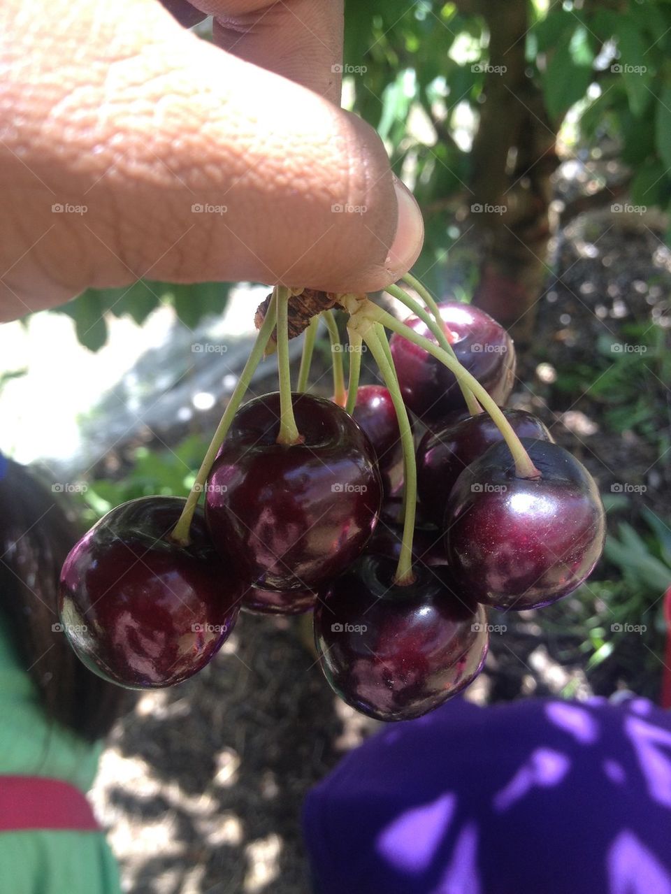 Cherries