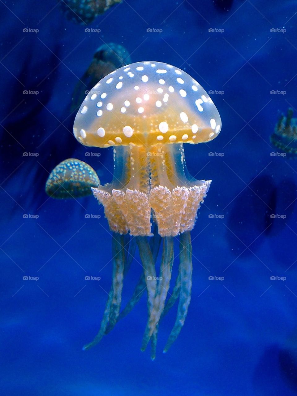 Blue moon Jellyfish