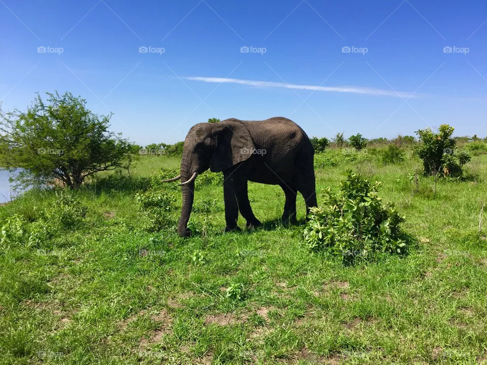 Elephant