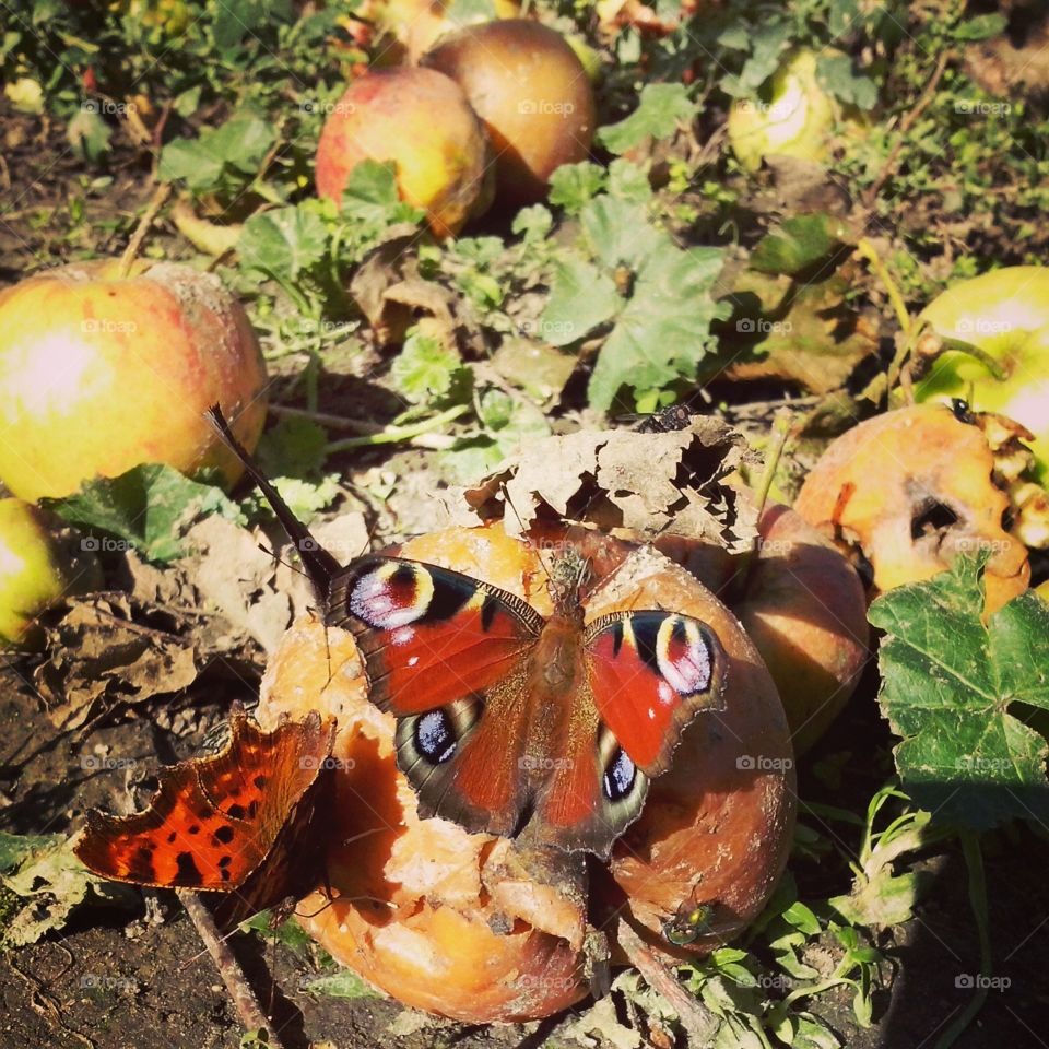 Autumn butterfly