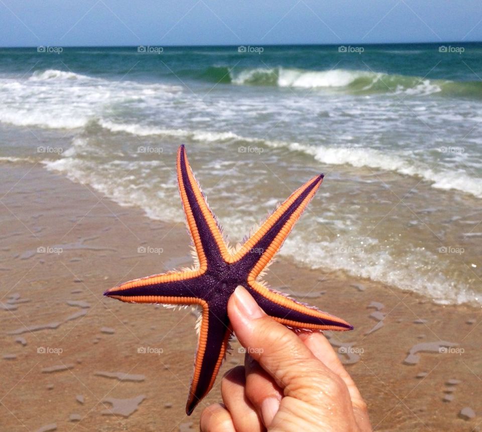 Purple and orange beautiful starfish, east coast Florida 