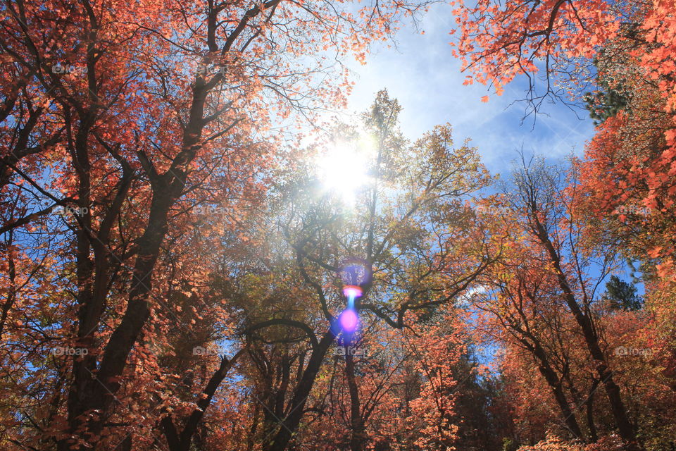 Fall sunshine