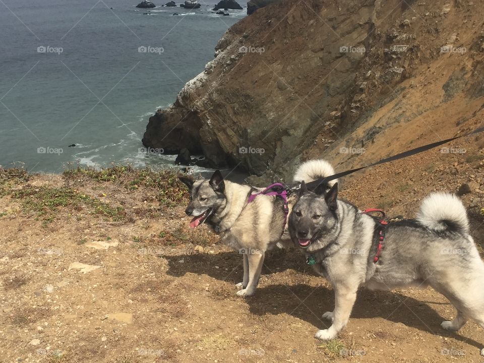 Elkhounds enjoying the coastline 