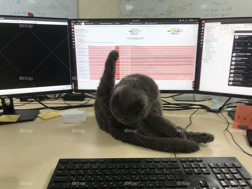 Cat’s on the work 