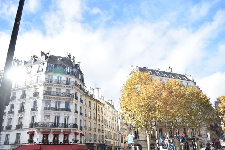 Winter Trees of Paris 