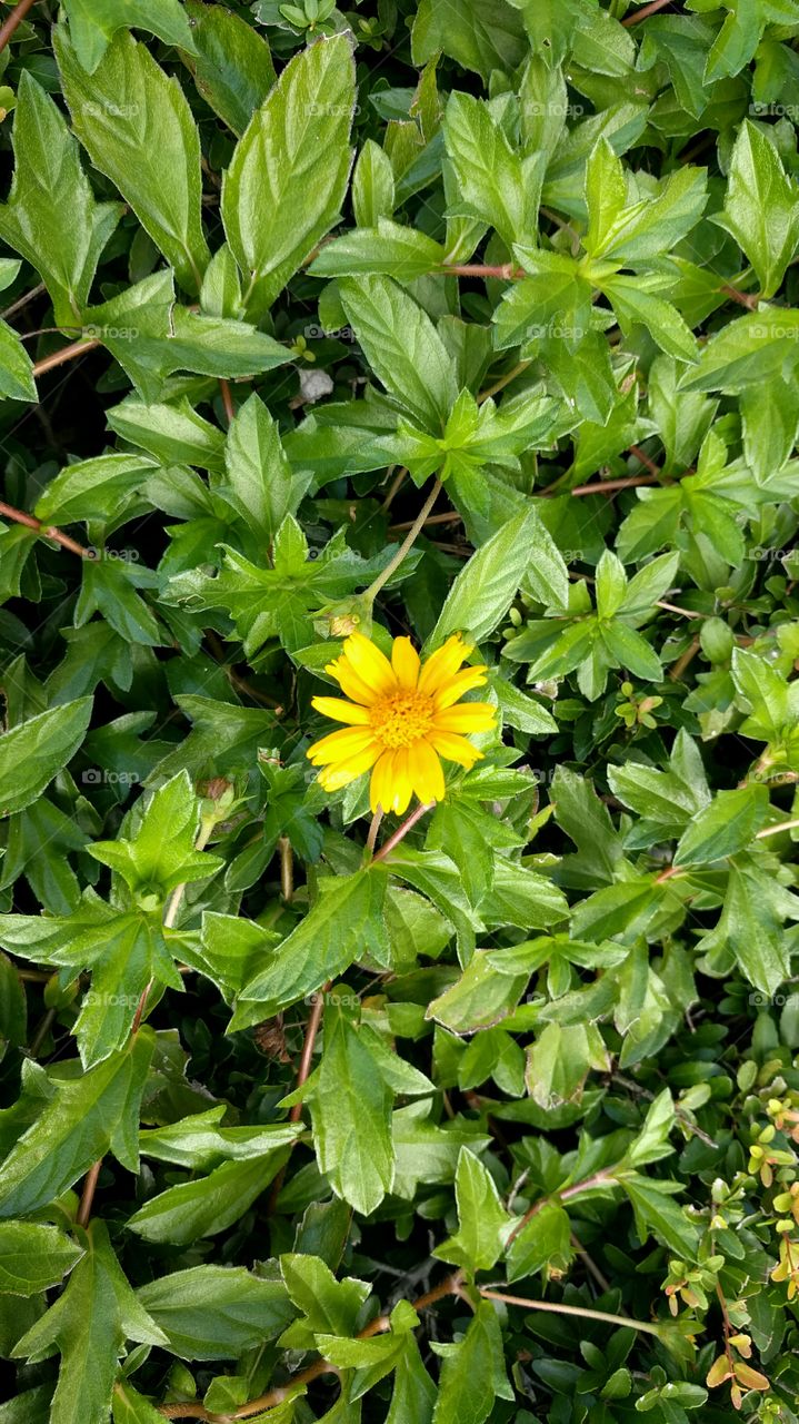 Flower on a bush