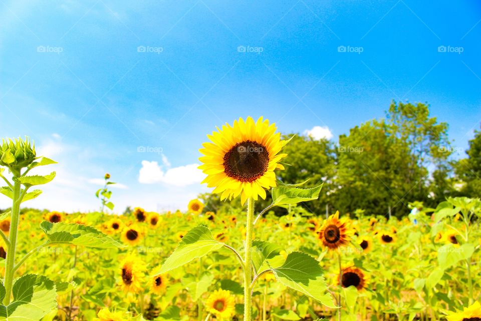 Sunflowers