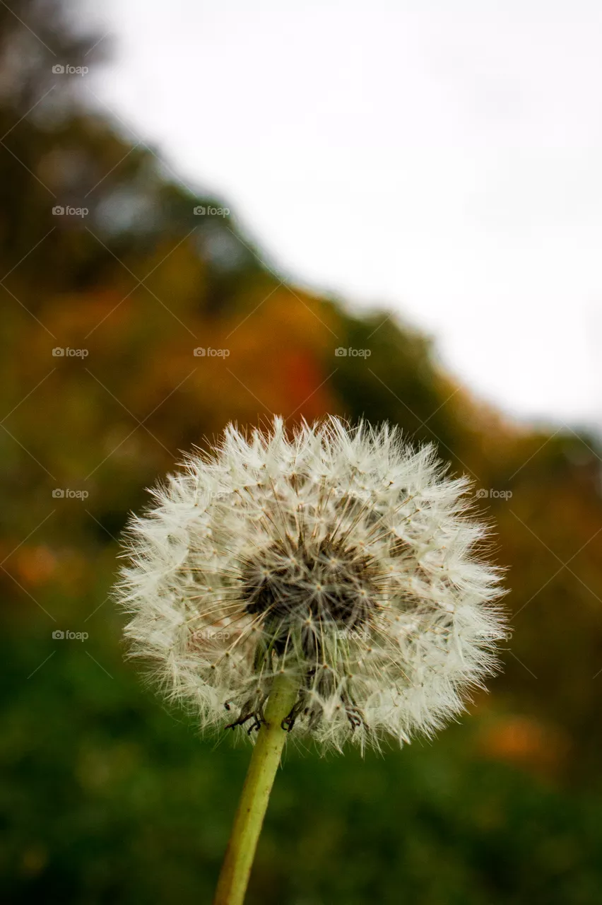 Make a Wish!