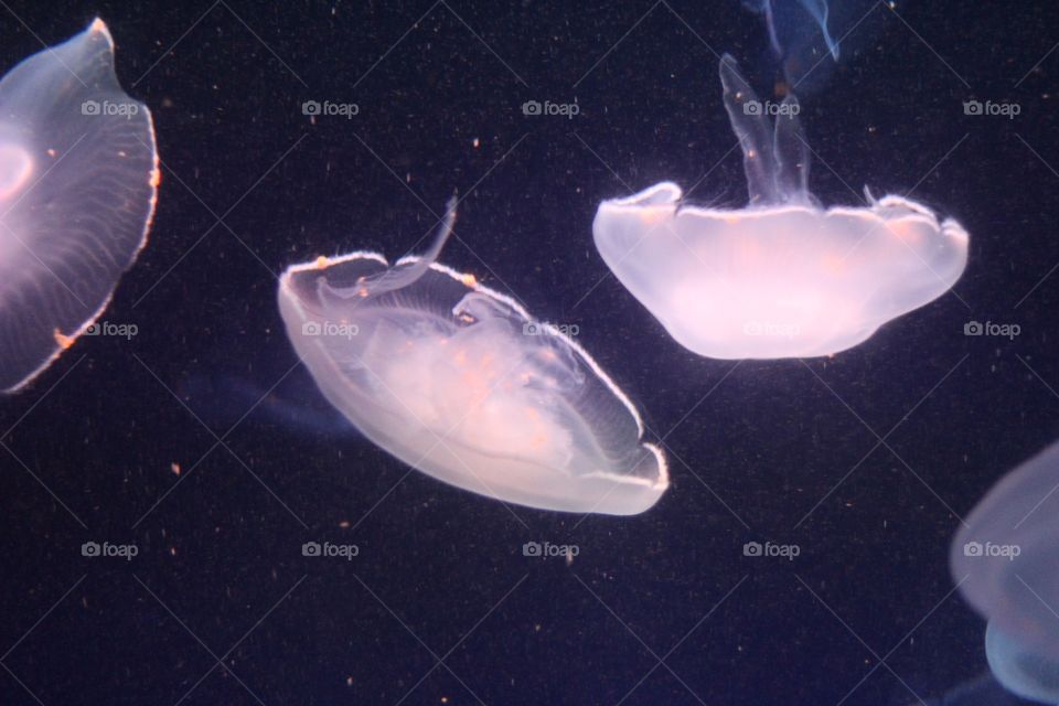 Jelly fish