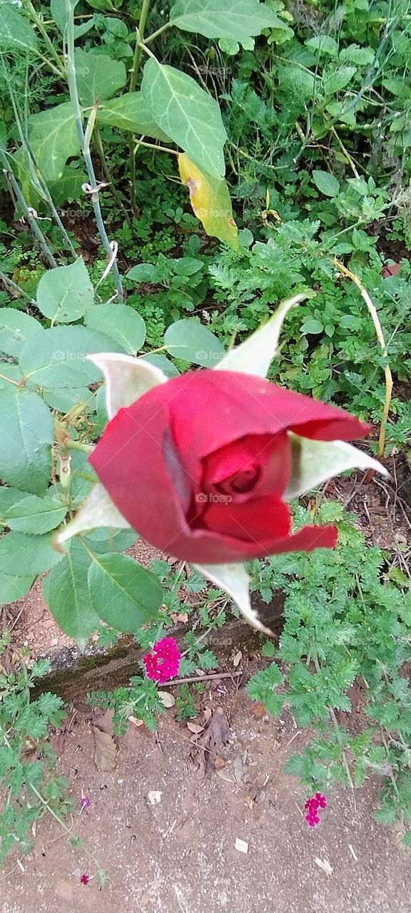 Wonderful flowers of Nature