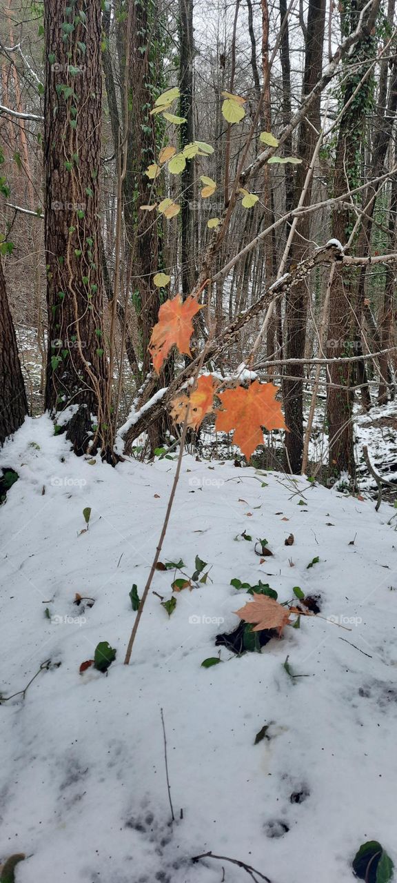 Last signs of Autumn