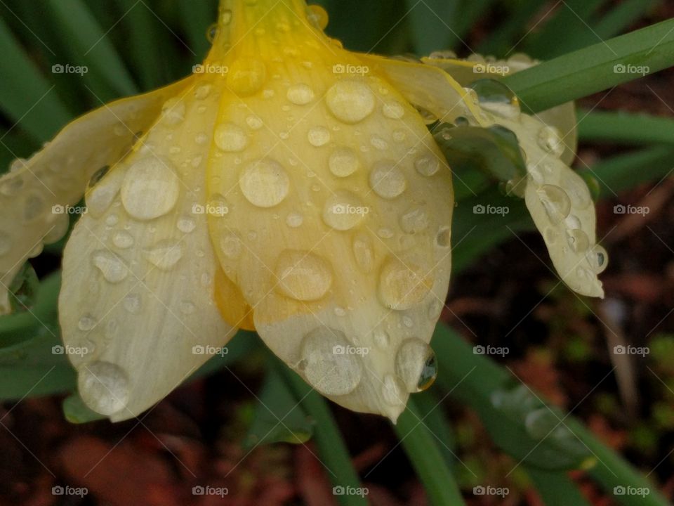 Macro Daffodil in Rain