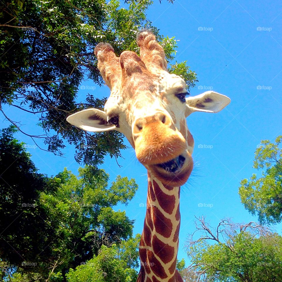 Giraffe time