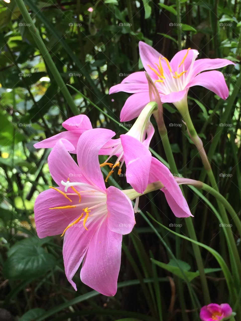 beauty of pink lily