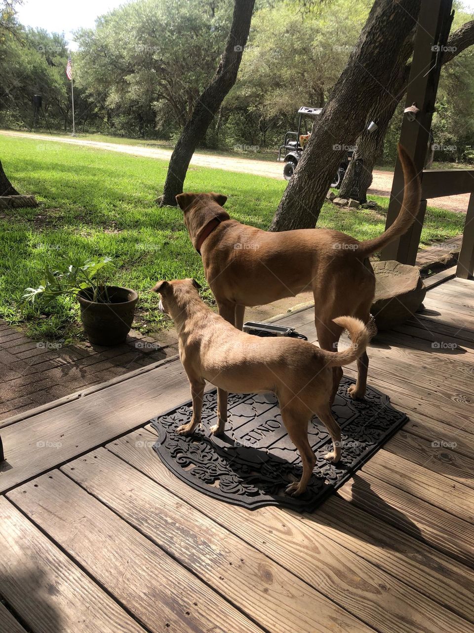 Penny, a rescue 4 years ago, waiting with her friend Bella for daddy to come home at the Texas ranch!