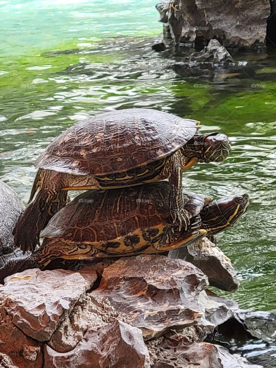 Turtle on turtle at Hong Kong Yuen Yuen Institute