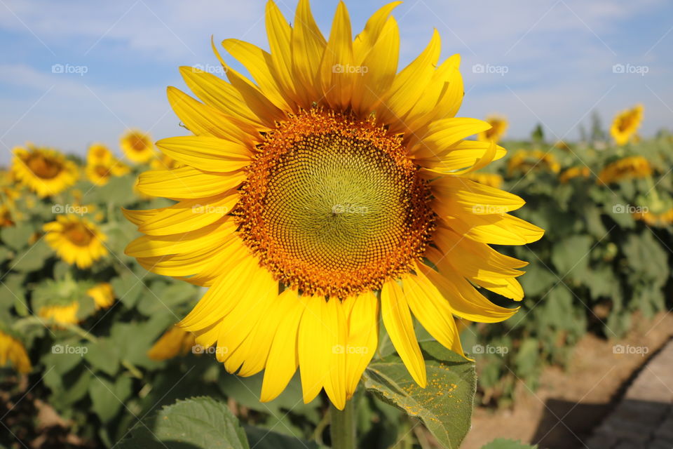 Sunflowers