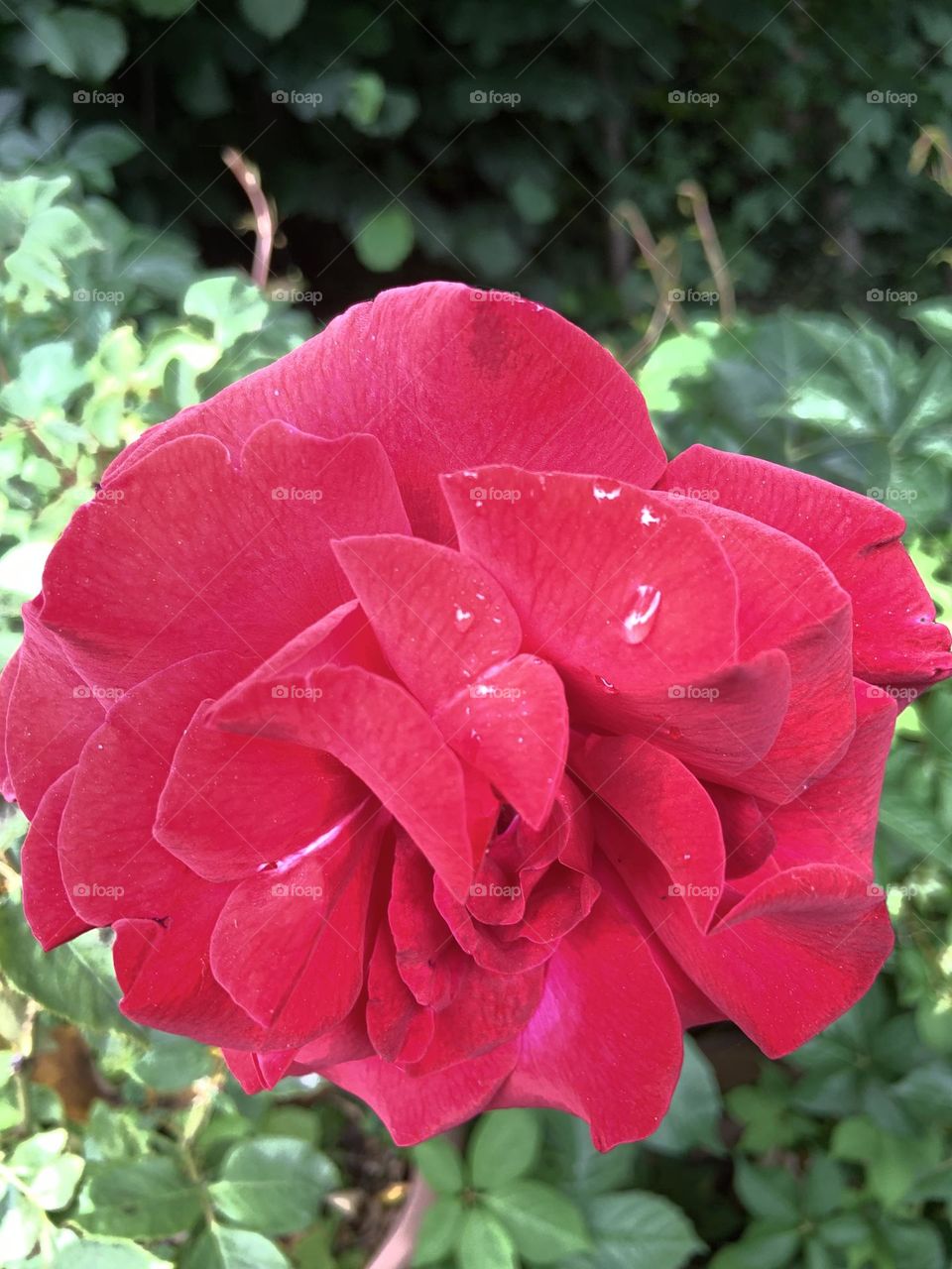Red magenta flower with water drops 