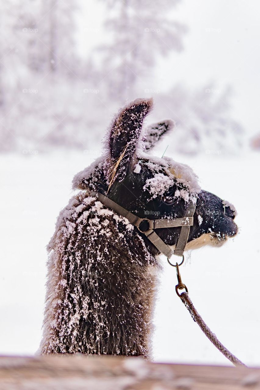 Frosty Llama