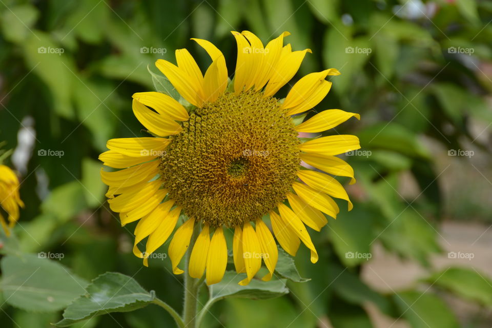 Beautiful sunflower