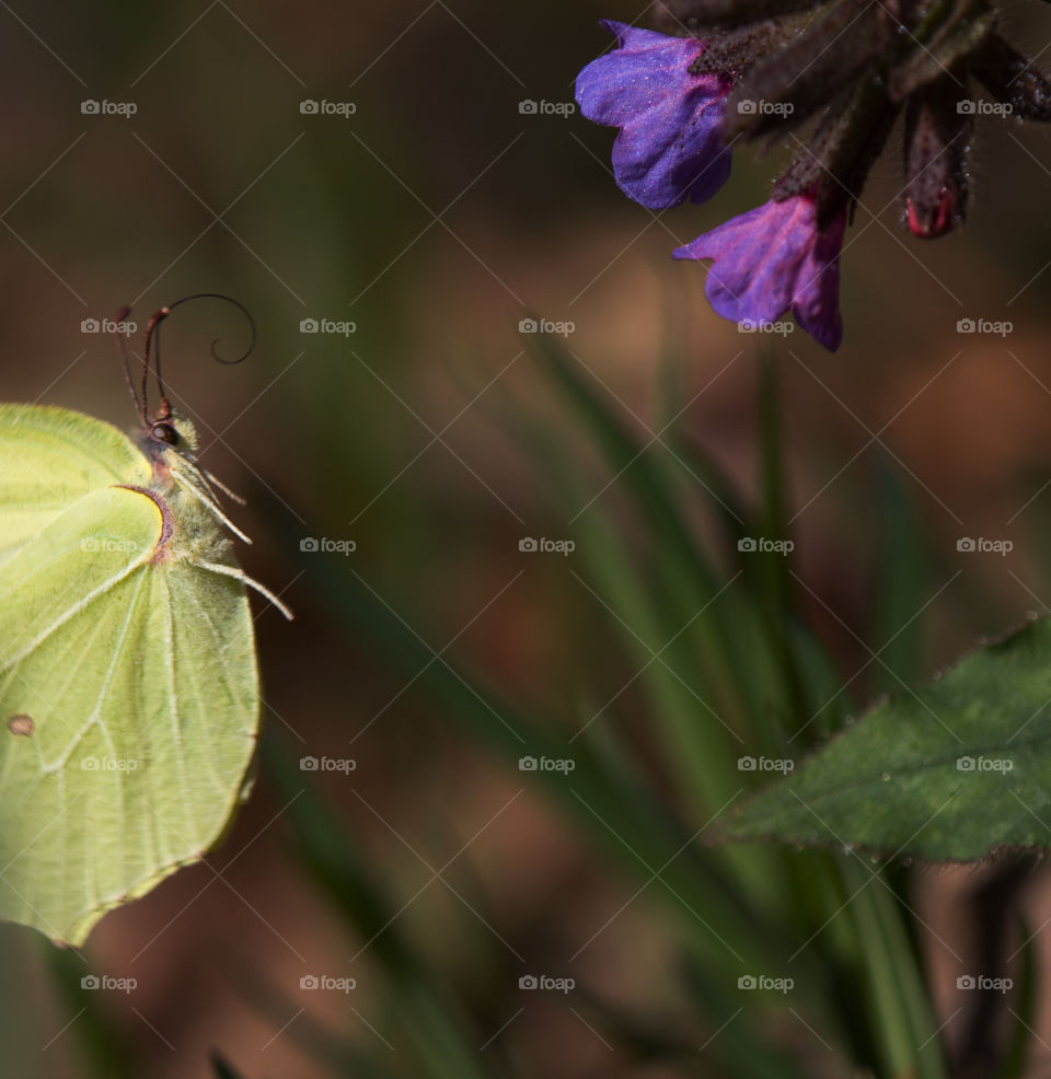 Yellow butterfly flying over the flower