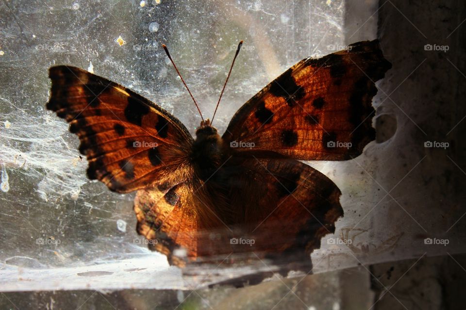 Colorful butterfly on a spider web