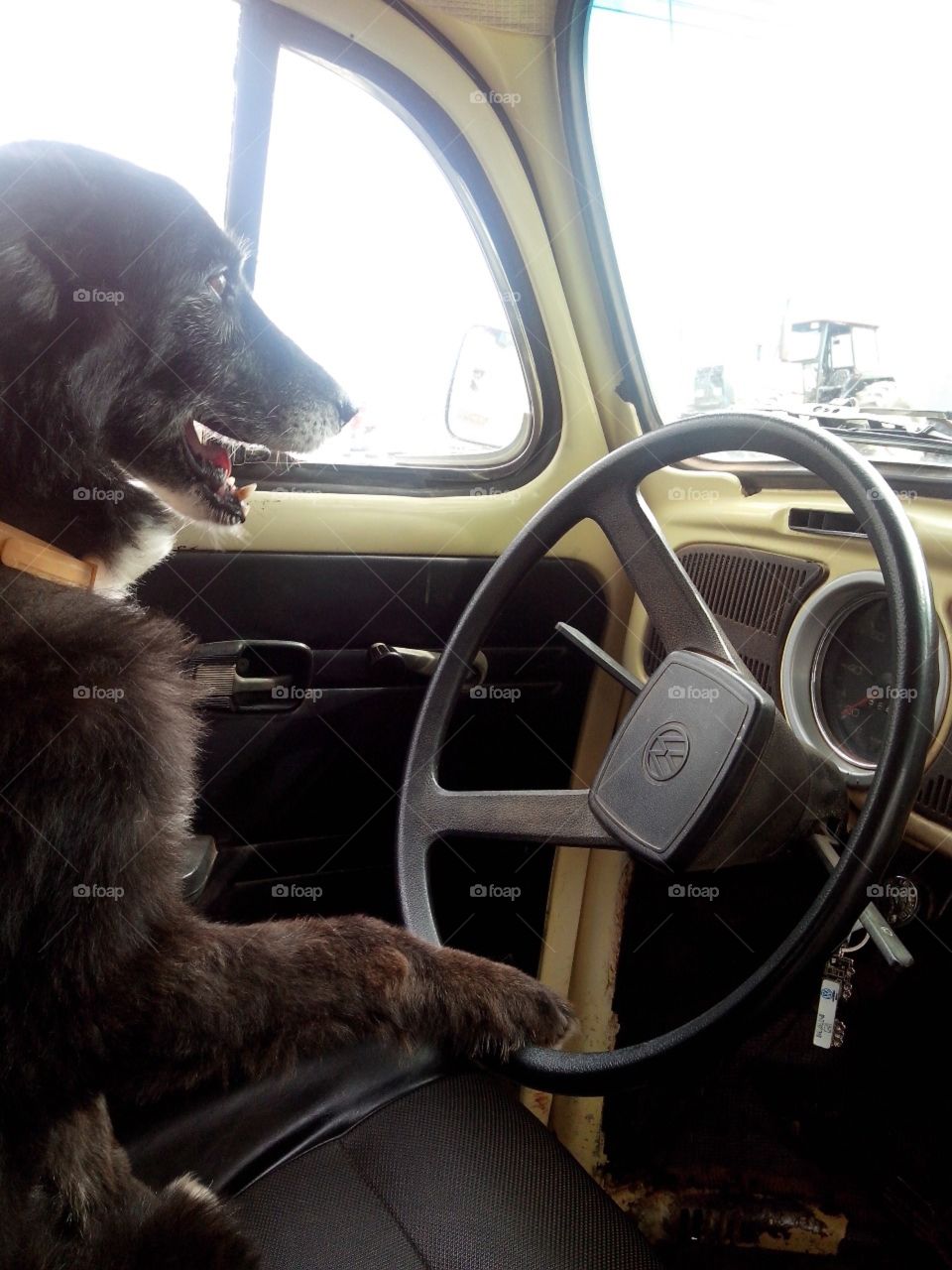 Dog driving