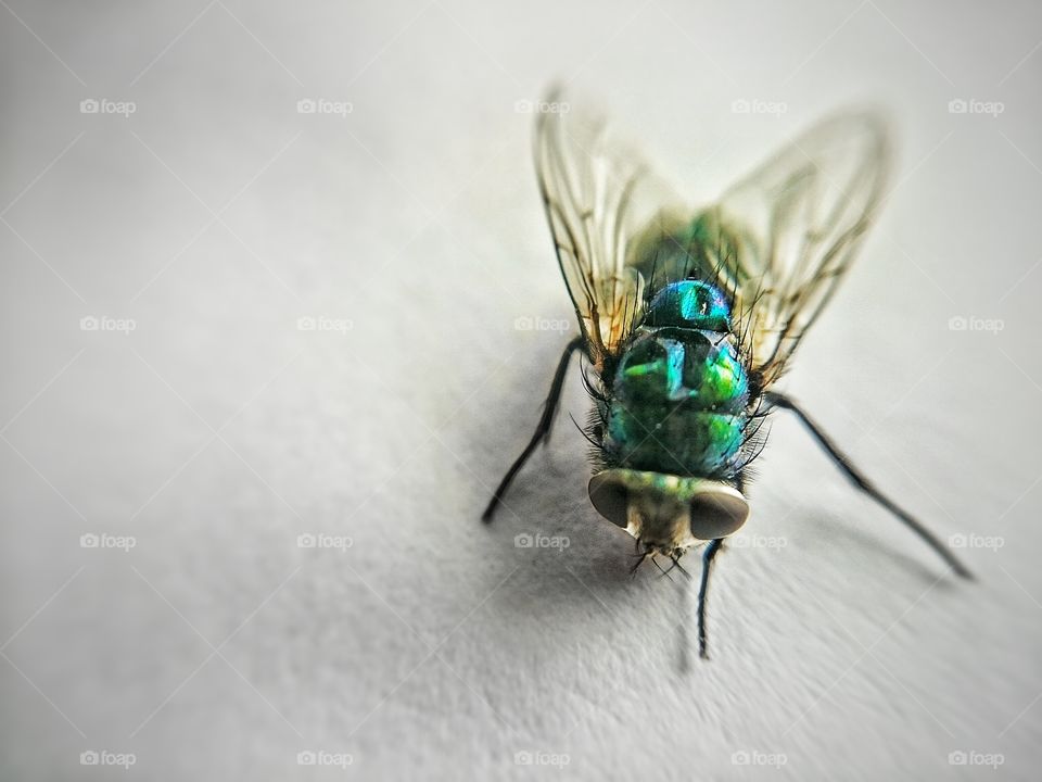 Extreme close-up of fly