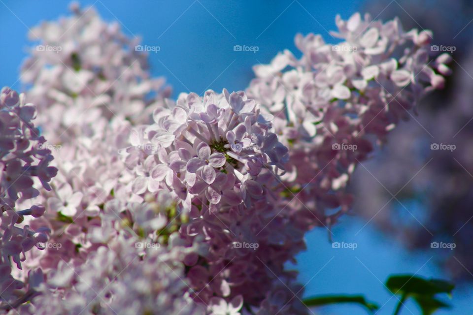 Lilac