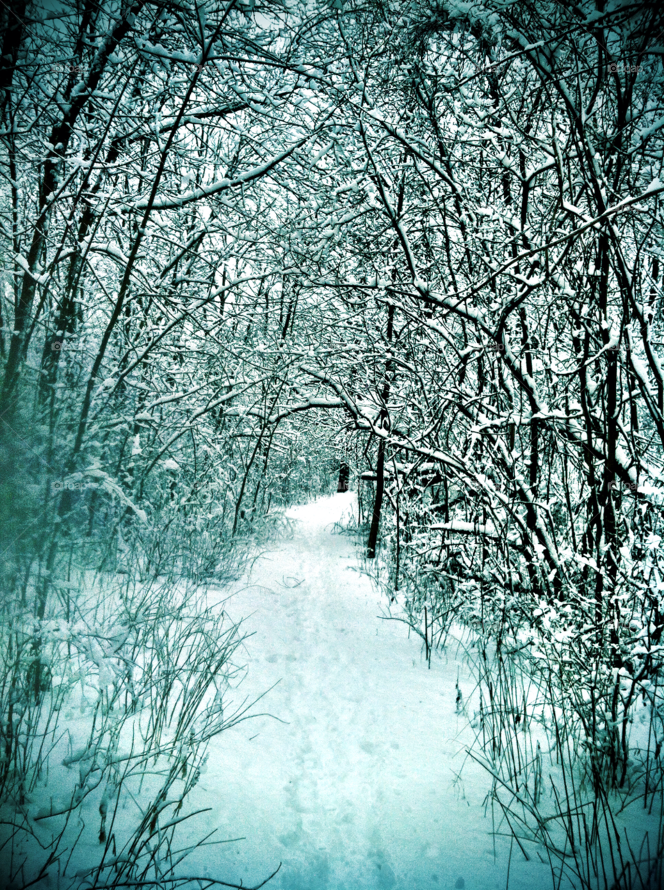 cudahy winter pretty branches by doug414