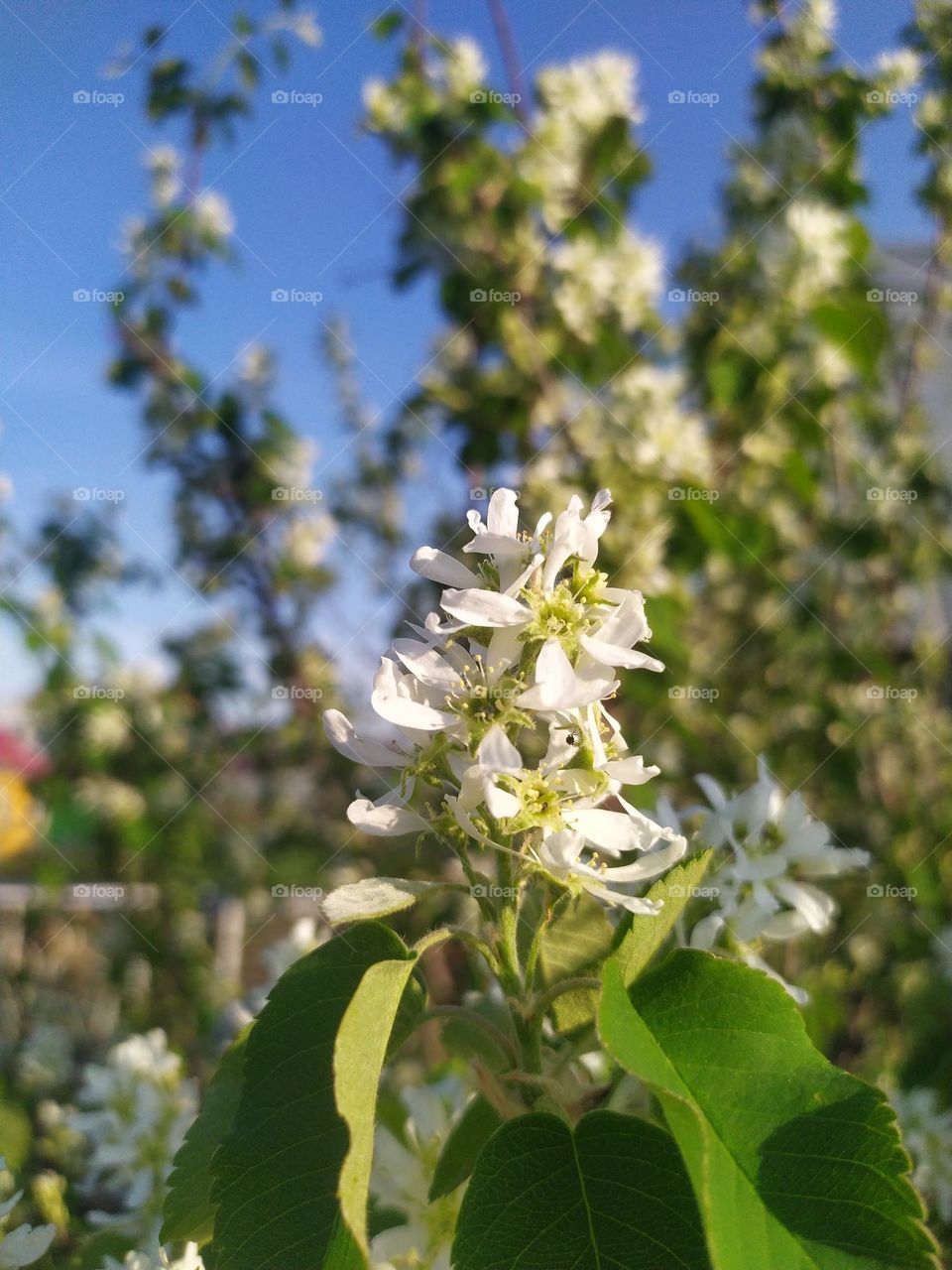 Amelanchier ovalis