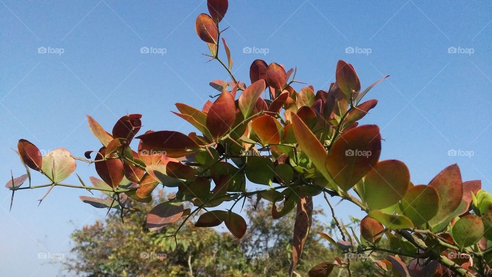 A beautiful scene of plants in the forest