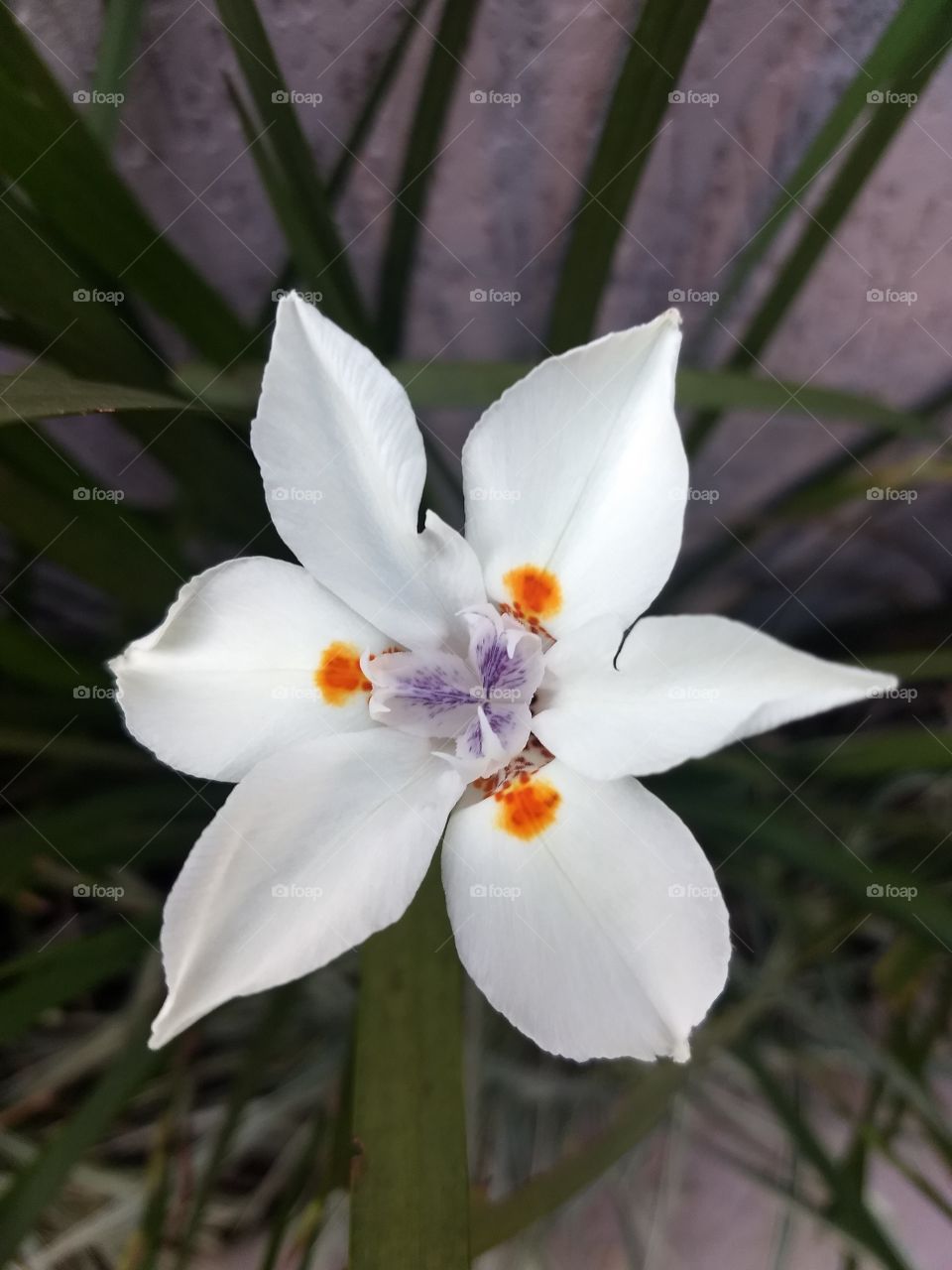 white, Orange and violet Flower