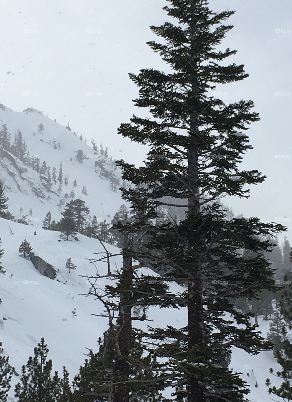 Snowy Tahoe