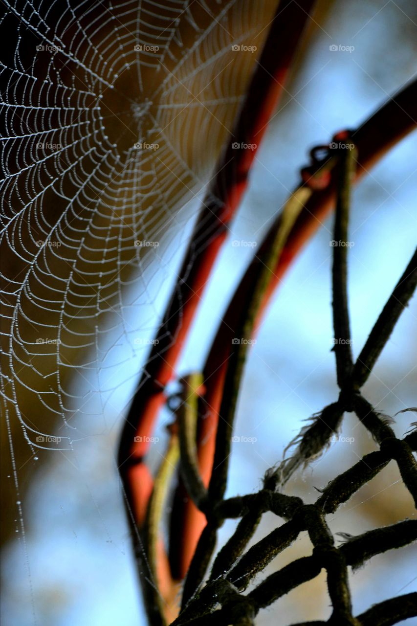 Water drops on spider web