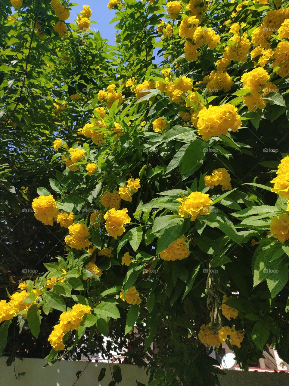 Nature at its best with its treasure of tremendous colours spread everywhere