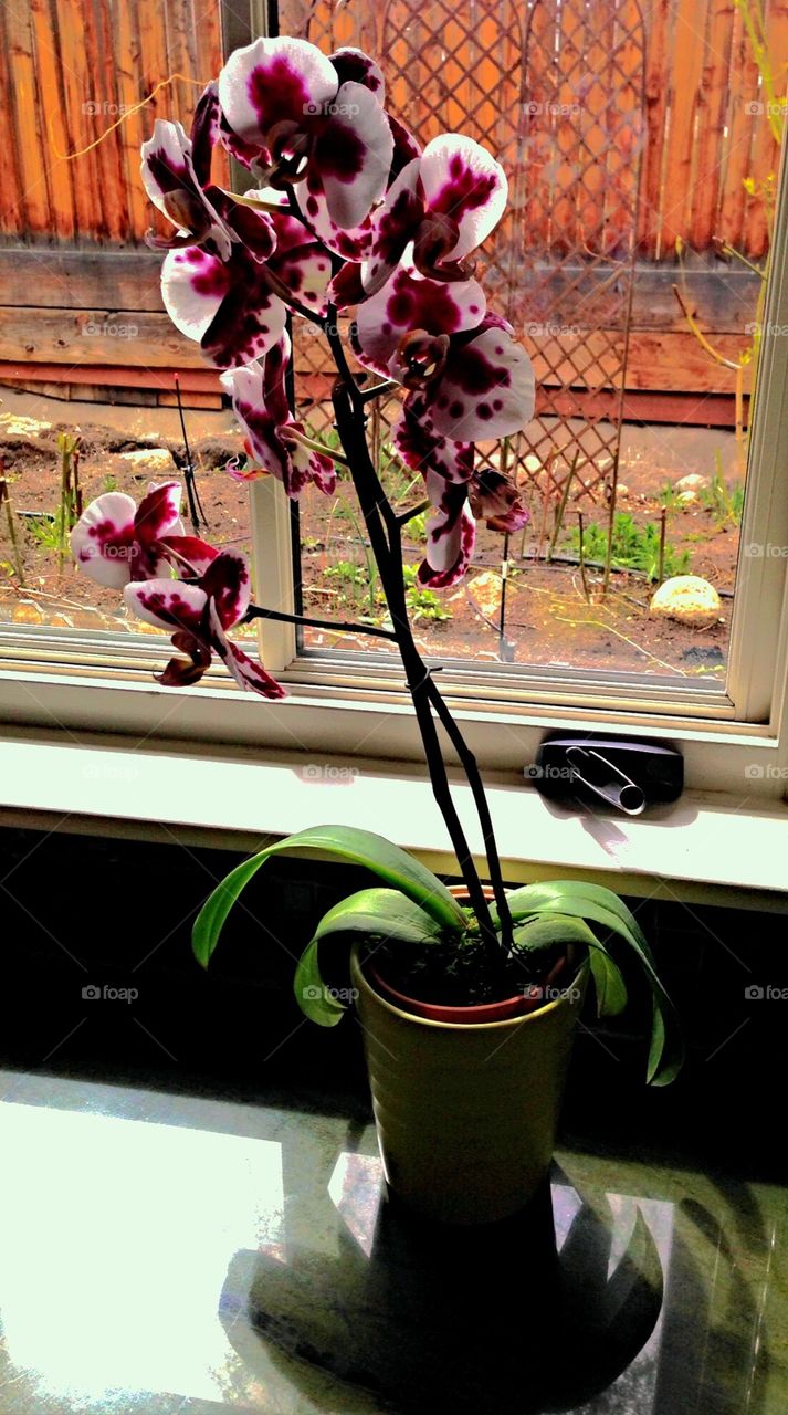 Orchid window 