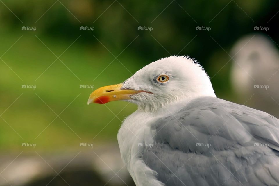 Seagull portrait