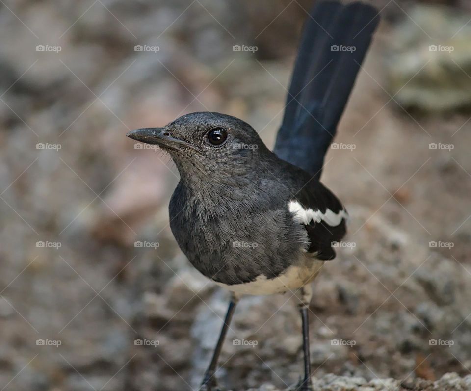 Black and white female bird looking for her partner