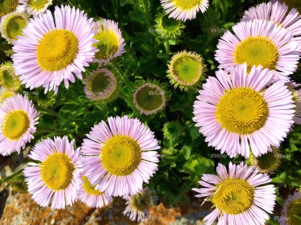 Erigeron Growing at the Seaside